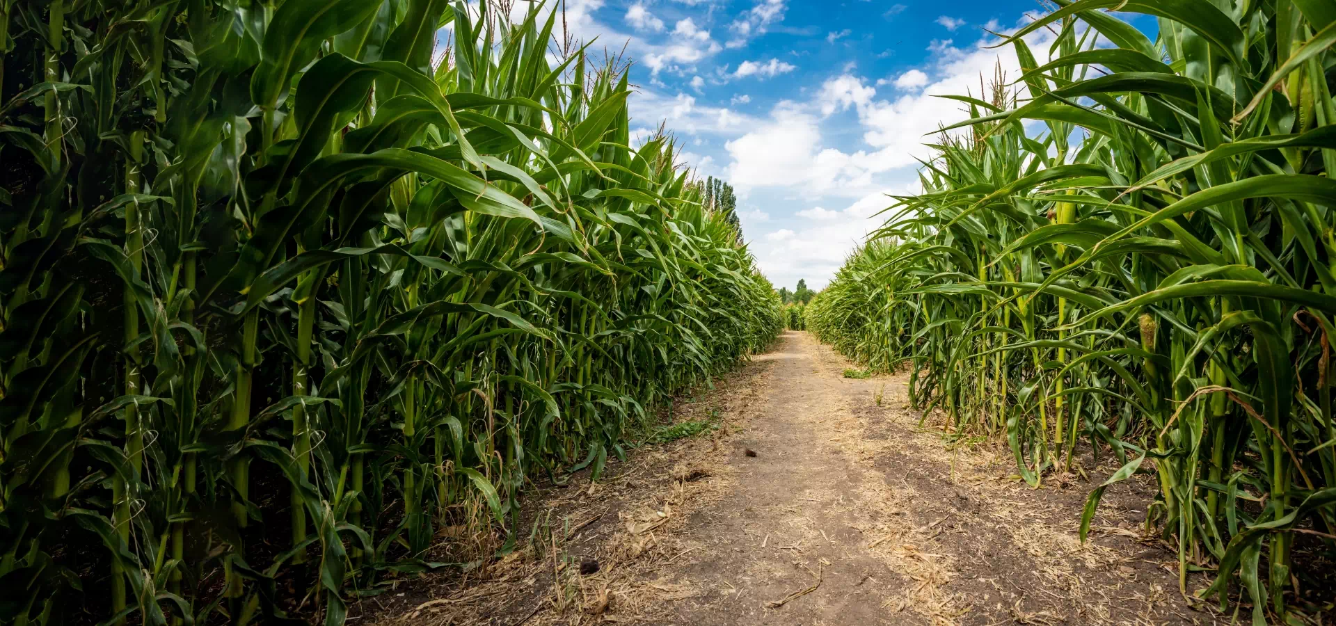 droga otoczona kukurydzą